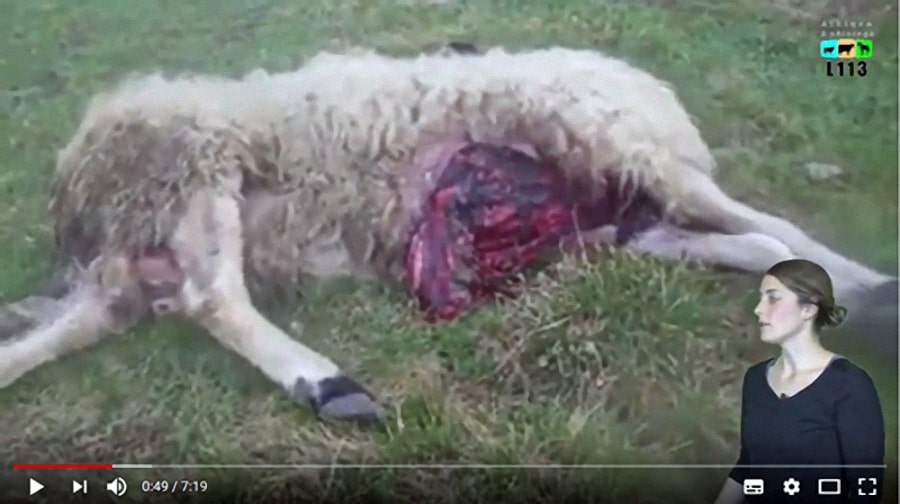 Mi-chiens mi-loups : le désarroi des éleveurs dans la vidéo choc de l’association L113 !