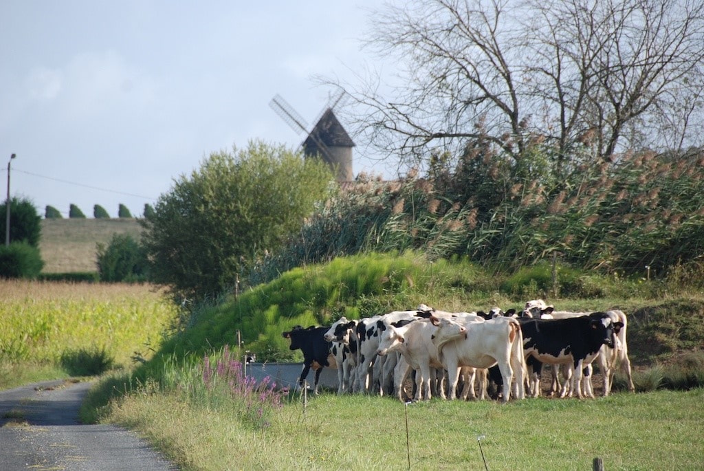 Vaches à l'abreuvoir sous le moulin de Gornac